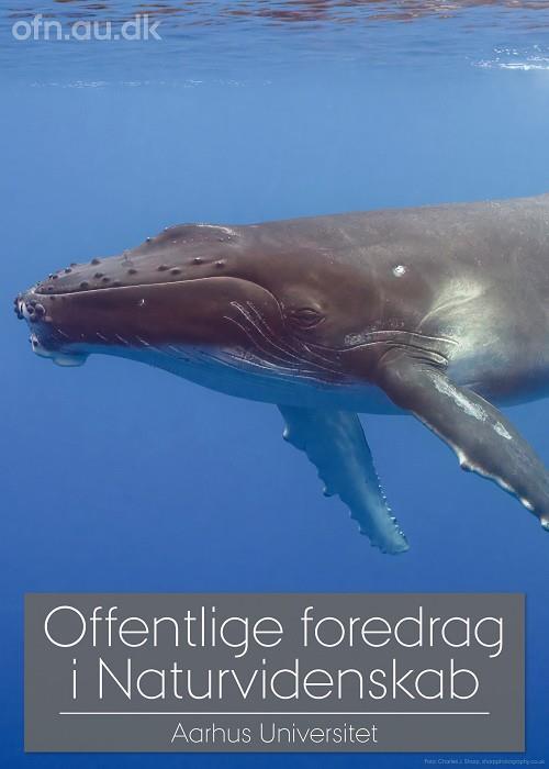 Foredrag: Med havets kæmper på jagt